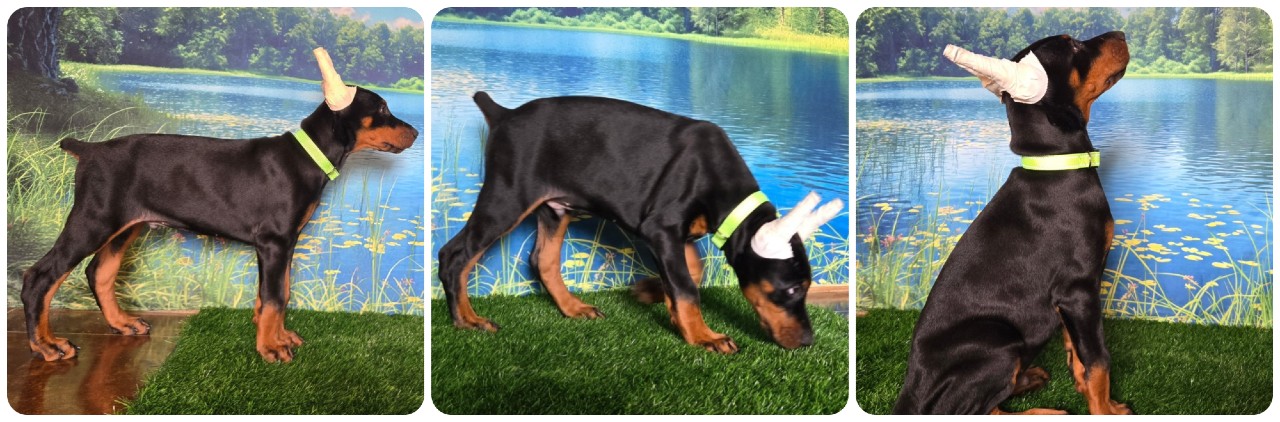 black male doberman puppy green collar