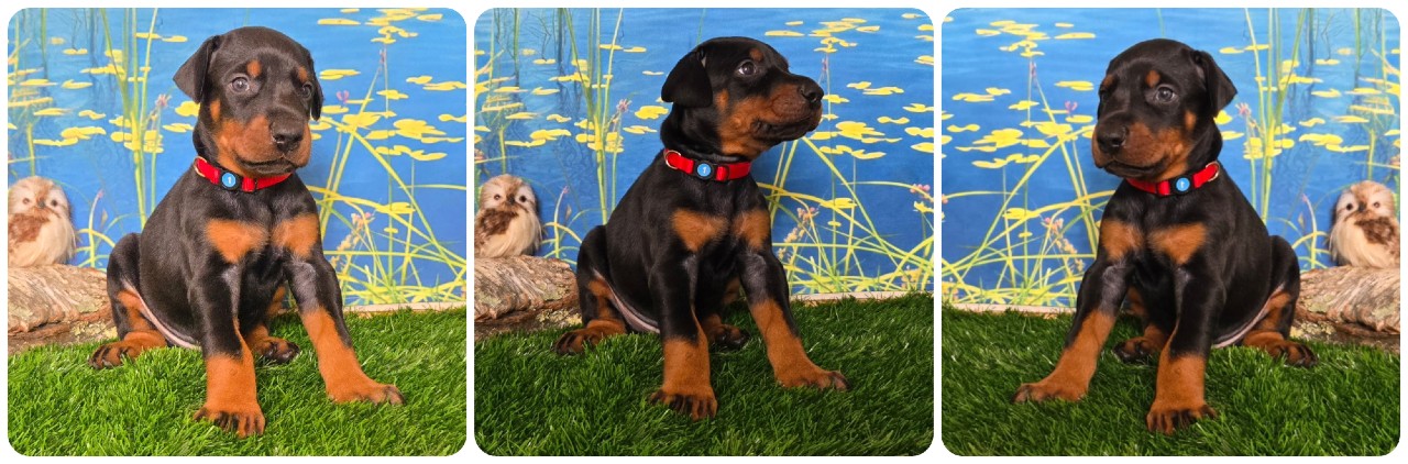 black male doberman puppy red collar