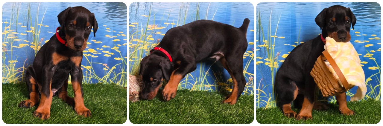 black male doberman puppy red collar