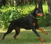 Phantom Grace doberman pics and health doberman pics and health