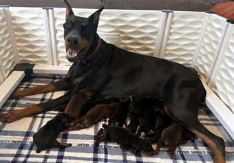 doberman puppies for sale
